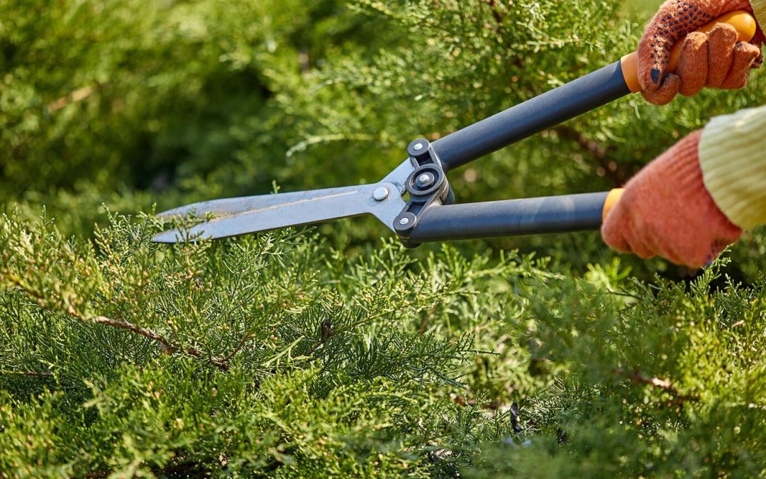 Comprendre la différence entre un jardinier et un paysagiste